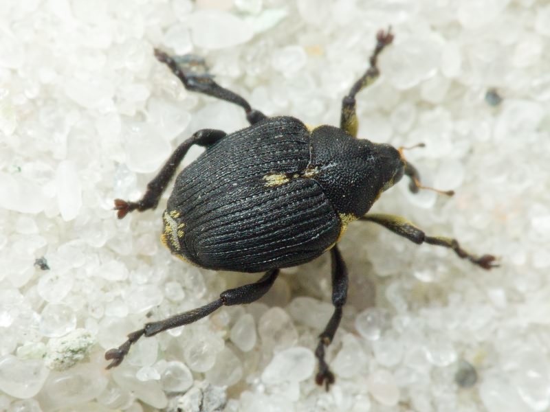 Mononychus punctumalbum (Herbst, 1784)